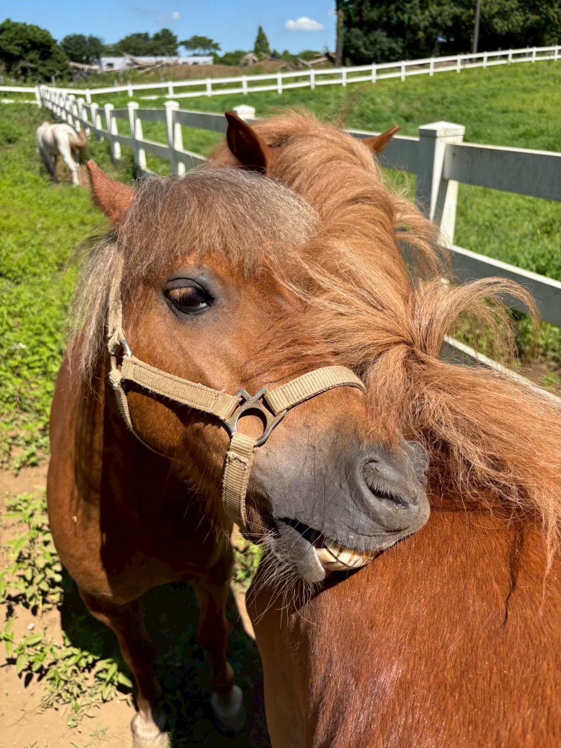 あん＆ハニー（本校で暮らす馬）